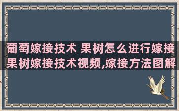 葡萄嫁接技术 果树怎么进行嫁接果树嫁接技术视频,嫁接方法图解